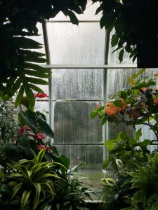 Plants in front of rainy window